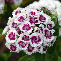 Heirloom Non-GMO White Violet Dianthus Flower Seeds for Dual-Tone Garden Displays and Fragrant Planting for planting in home garden