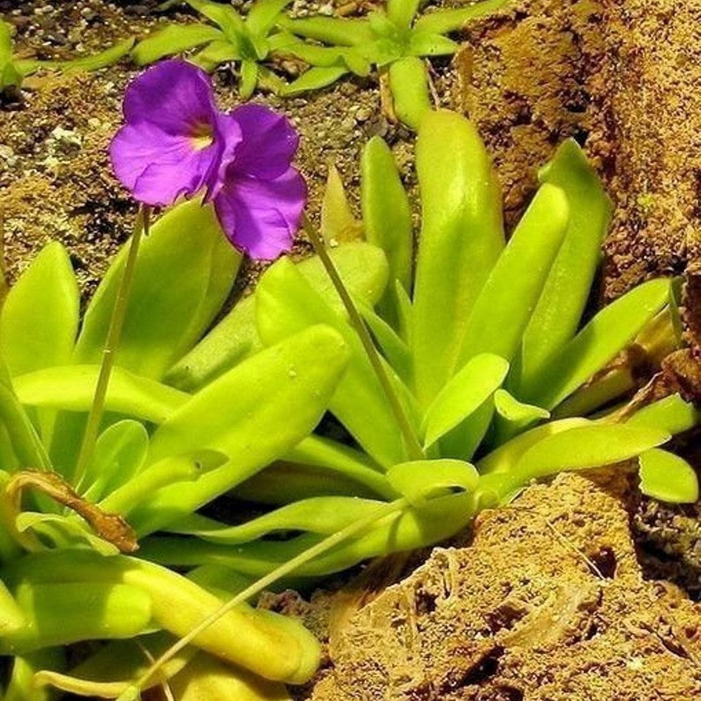 Pinguicula (Pinguicula scientific name) for planting in garden