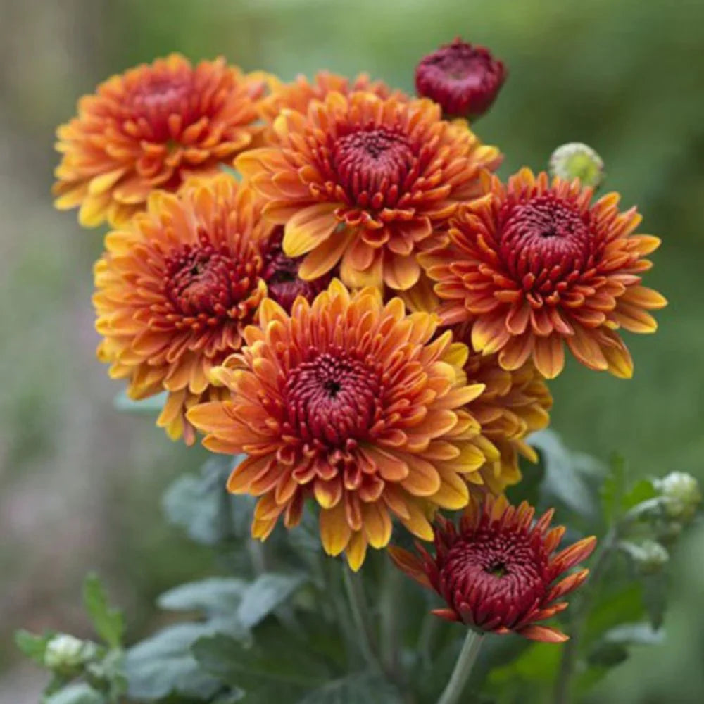 Orange Red Chrysanthemum Flower Seeds for planting in home garden