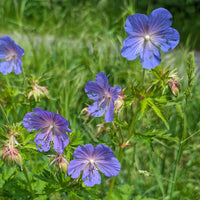 Heirloom Non-GMO Geranium Pratense Flower Seeds for Planting for planting in home garden