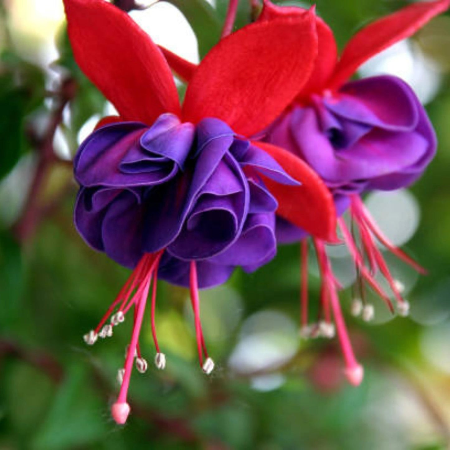 Purple Fuchsia Flower Seeds for planting in home garden