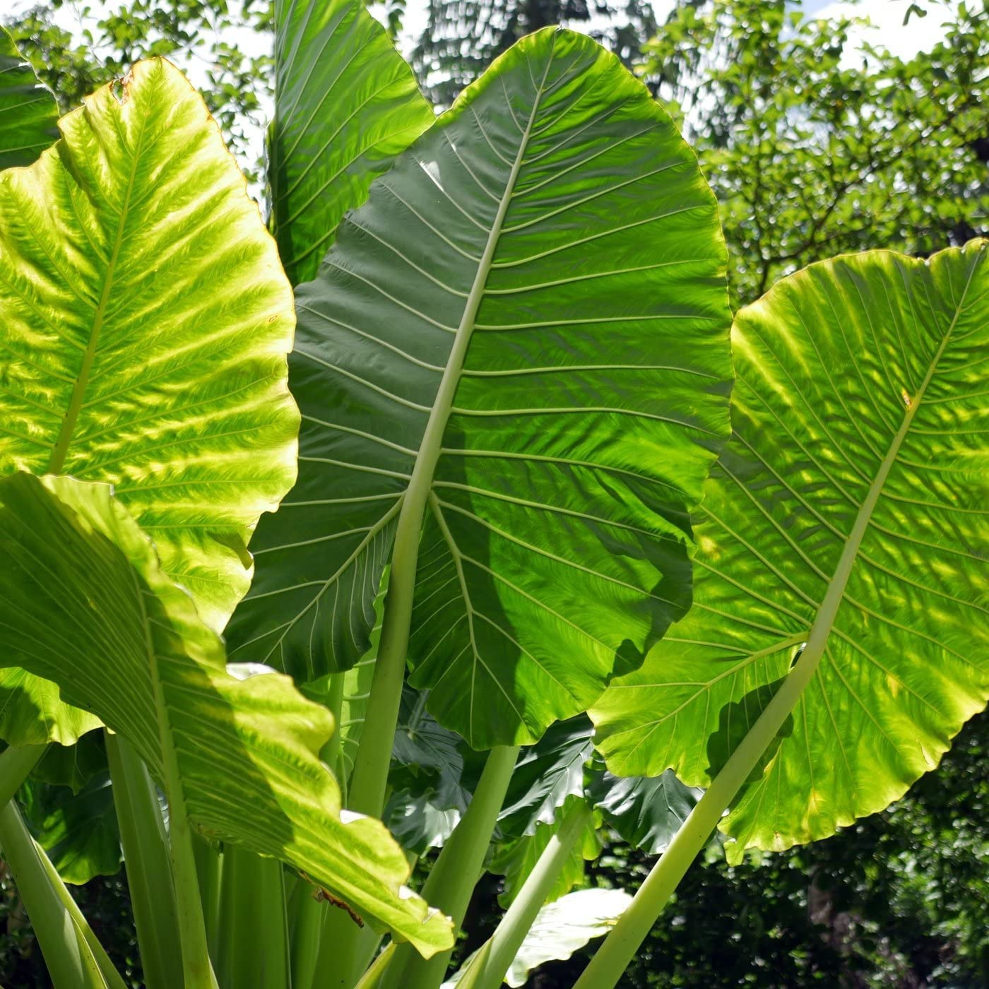 Green Giant Elephant Ear Seeds for planting in home garden