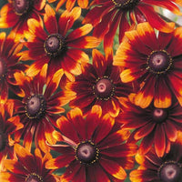 Heirloom Non-GMO Chocolate Orange Rudbeckia Flower Seeds for Pollinator Gardens and Vibrant Planting for planting in home garden