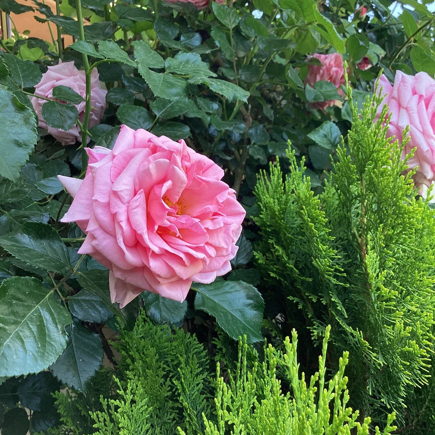 Damascena (Damascena scientific name) for planting in garden