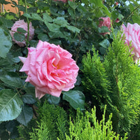 Damascena (Damascena scientific name) for planting in garden