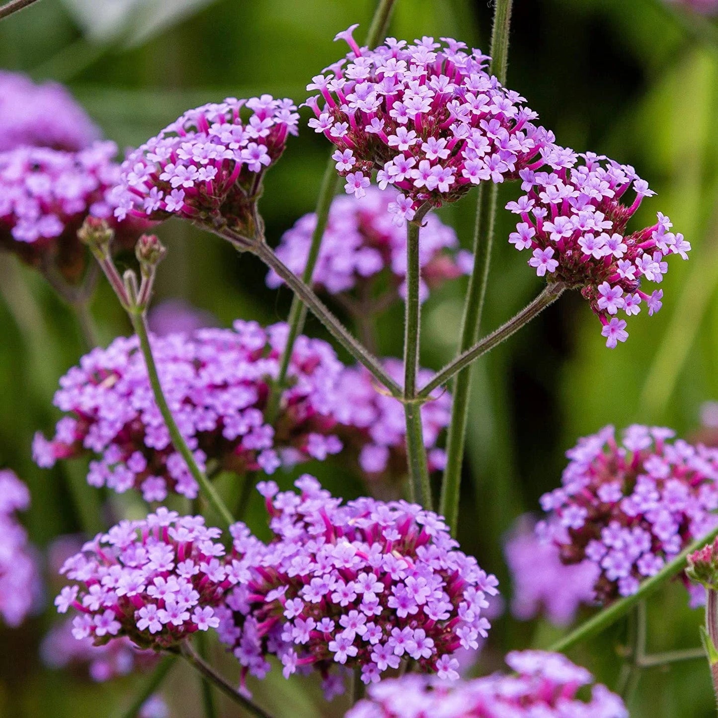 Heirloom Non-GMO Purple Verbena Flower Seeds for Delicate Blooms and Pollinator Garden Planting for planting in home garden