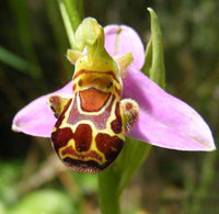 Heirloom Non-GMO Bee Ragwort Flower Seeds for Garden Planting for planting in home garden