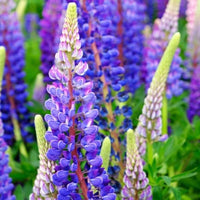 Heirloom Non-GMO Blue Lupine Flower Seeds for Pollinator Gardens and Vibrant Outdoor Planting for planting in home garden