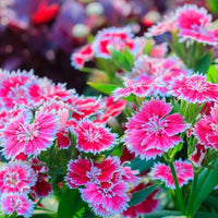 Heirloom Non-GMO Dianthus Flower Seeds for Charming Garden Borders and Fragrant Planting for planting in home garden