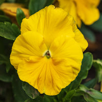 Yellow (Yellow scientific name) for planting in garden