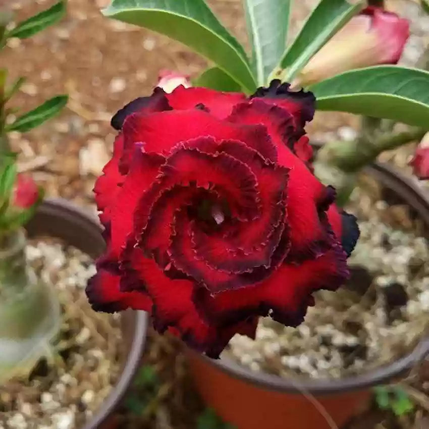 Heirloom Non-GMO Burgundy Adenium Flower Seeds for Garden Planting for planting in home garden