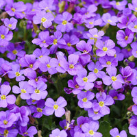 Heirloom Purple Aubrieta Deltoidea Flower Seeds for planting in home garden