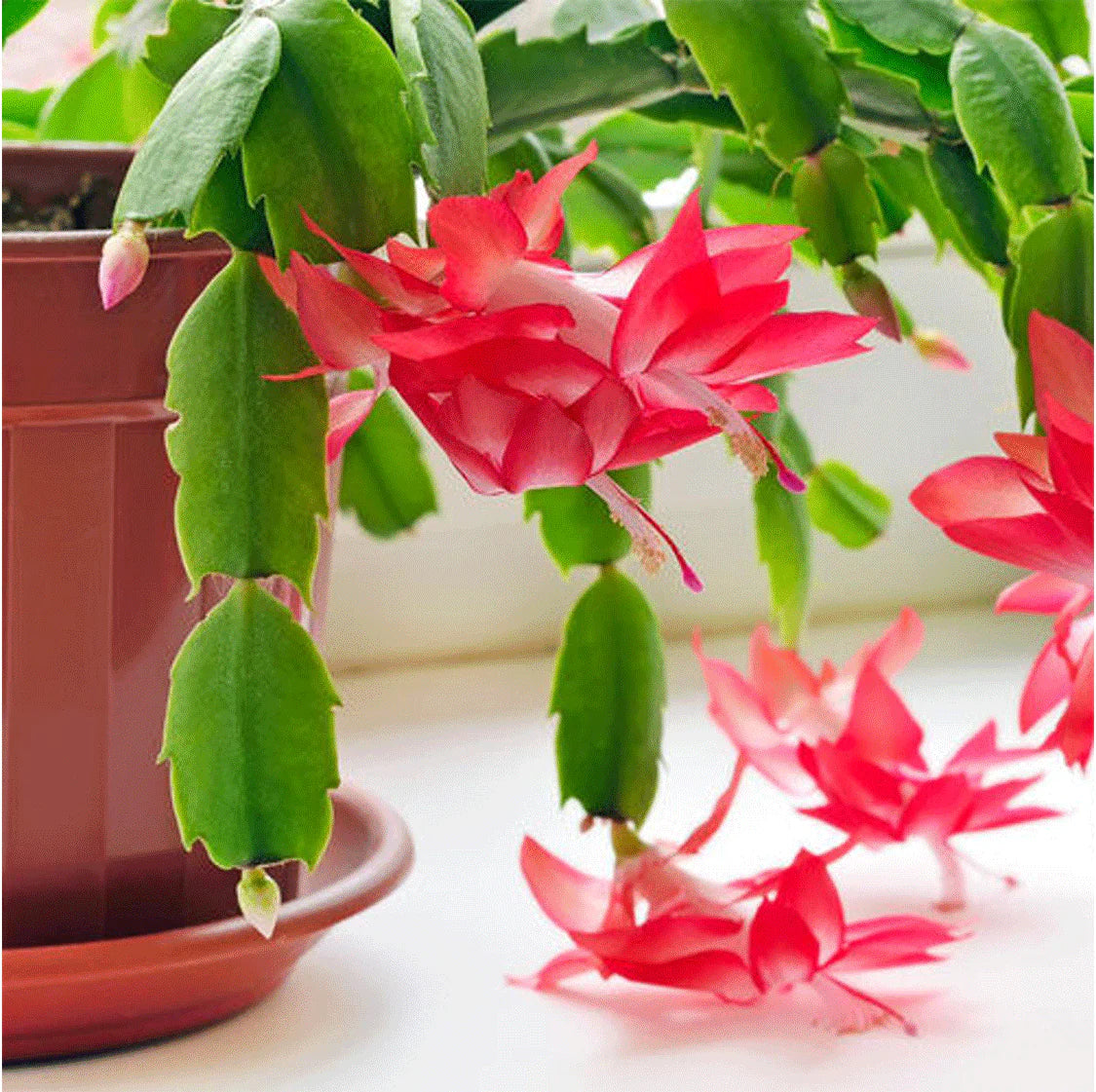 Flower (Flower scientific name) for planting in garden