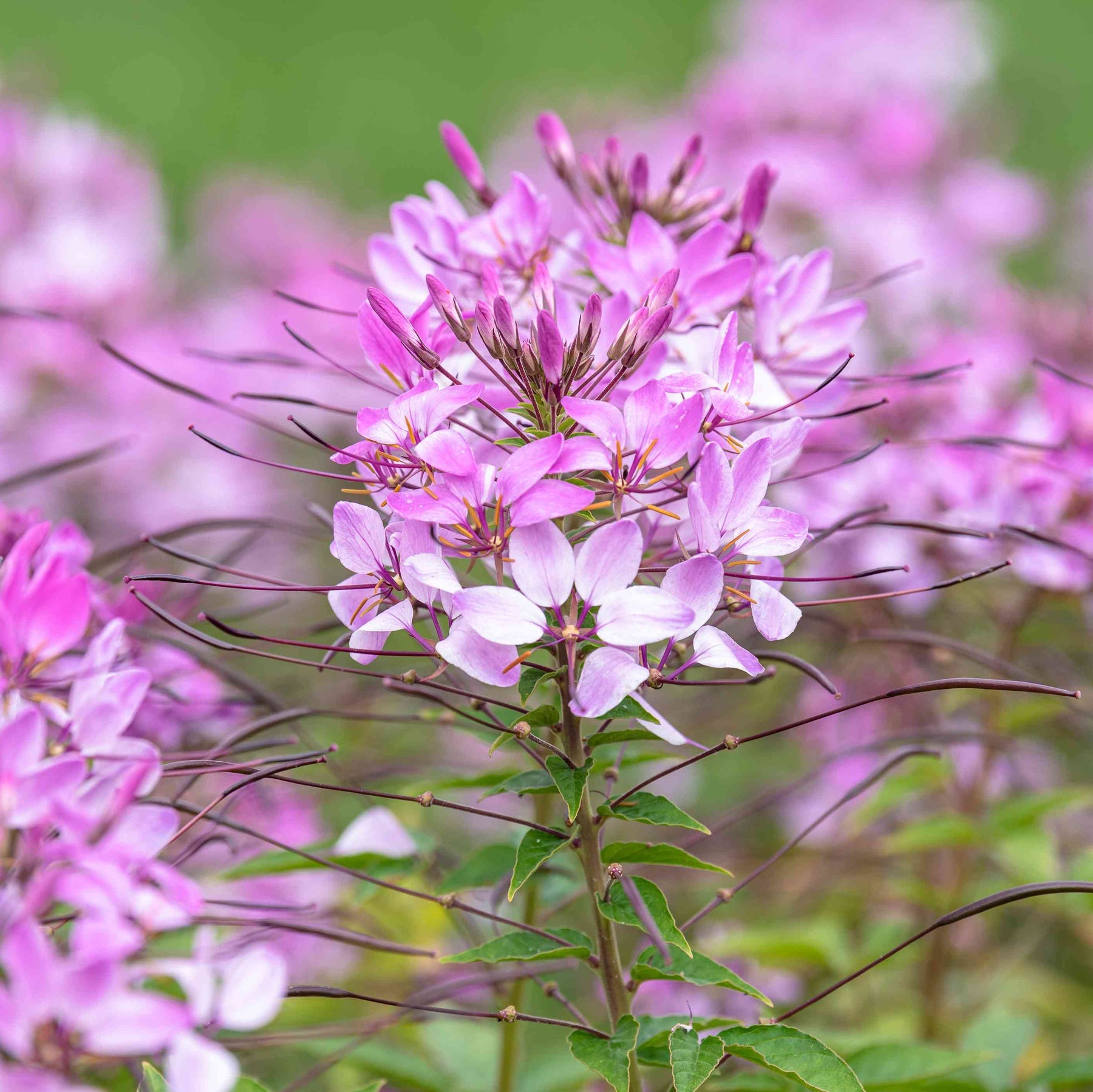 Pink Cleome Flower Seeds for Planting for planting in home garden