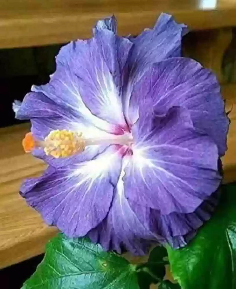 Blue & White Dual-Tone Hibiscus Heirloom Non-GMO Seeds for Planting for planting in home garden