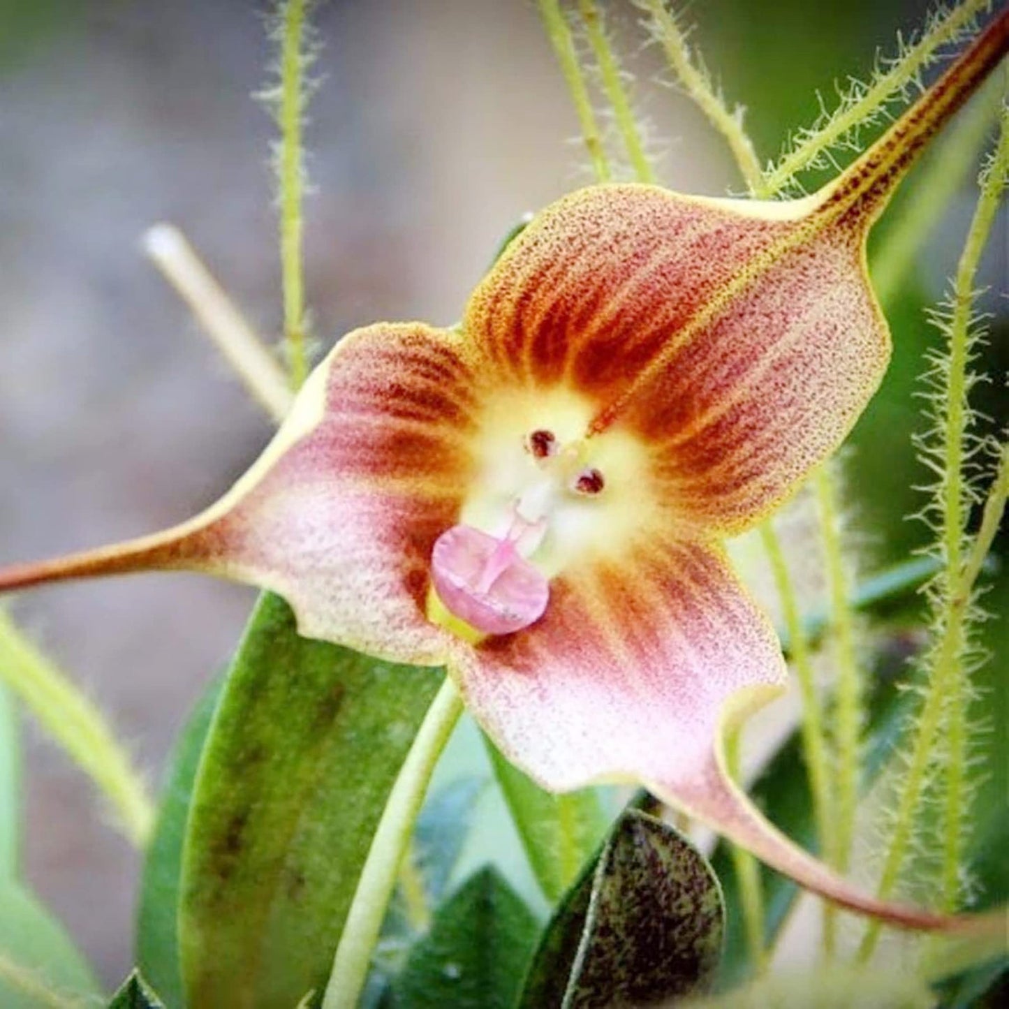 Heirloom Non-GMO Monkey Orchid Flower Seeds for Planting for planting in home garden