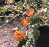 Heirloom Globemallow Flower Seeds, Non-GMO Drought-Tolerant Blooms for Wildflower Garden Planting for planting in home garden