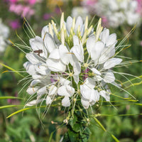 Cleome (Cleome scientific name) for planting in garden