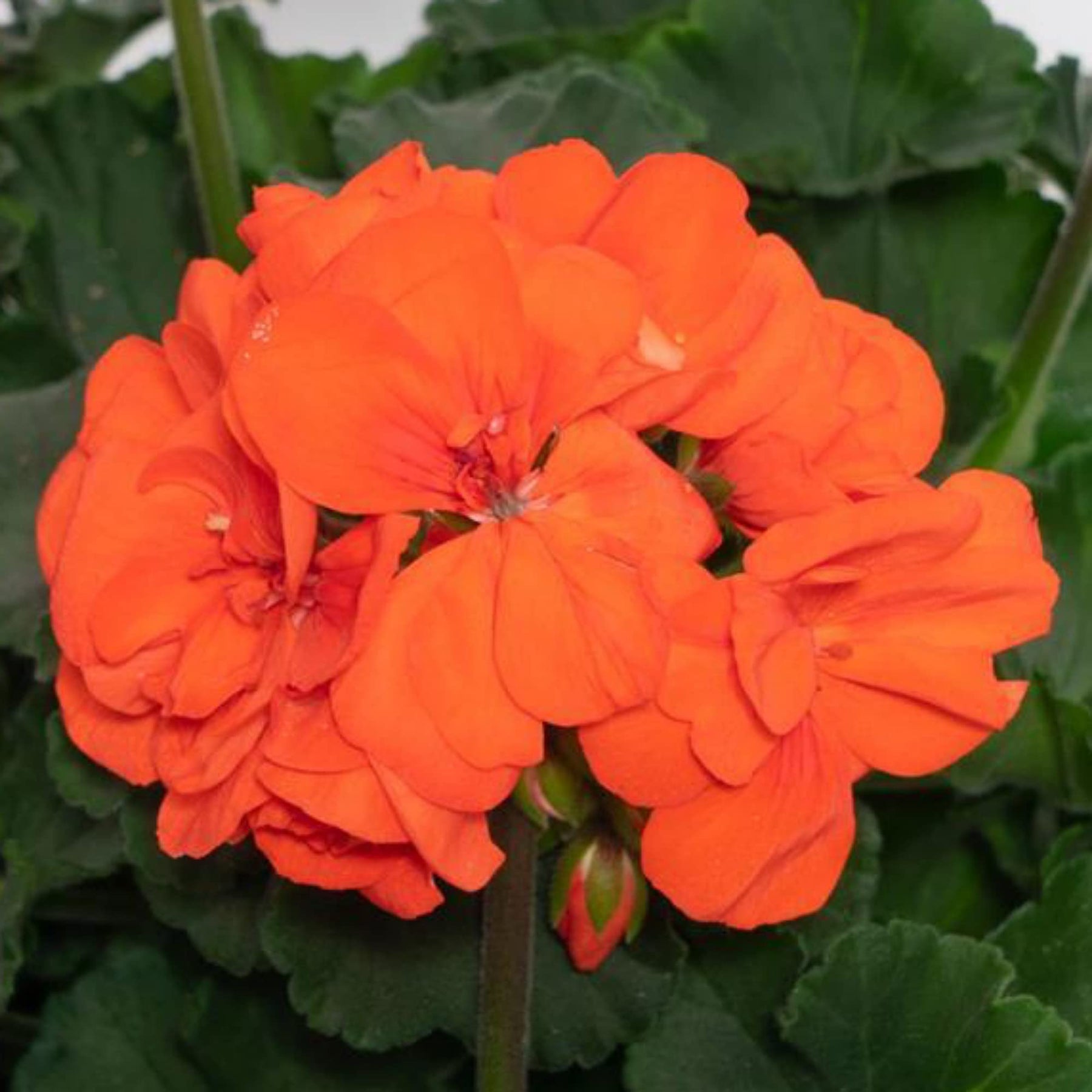 Pelargonium (Pelargonium scientific name) for planting in garden