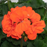 Pelargonium (Pelargonium scientific name) for planting in garden