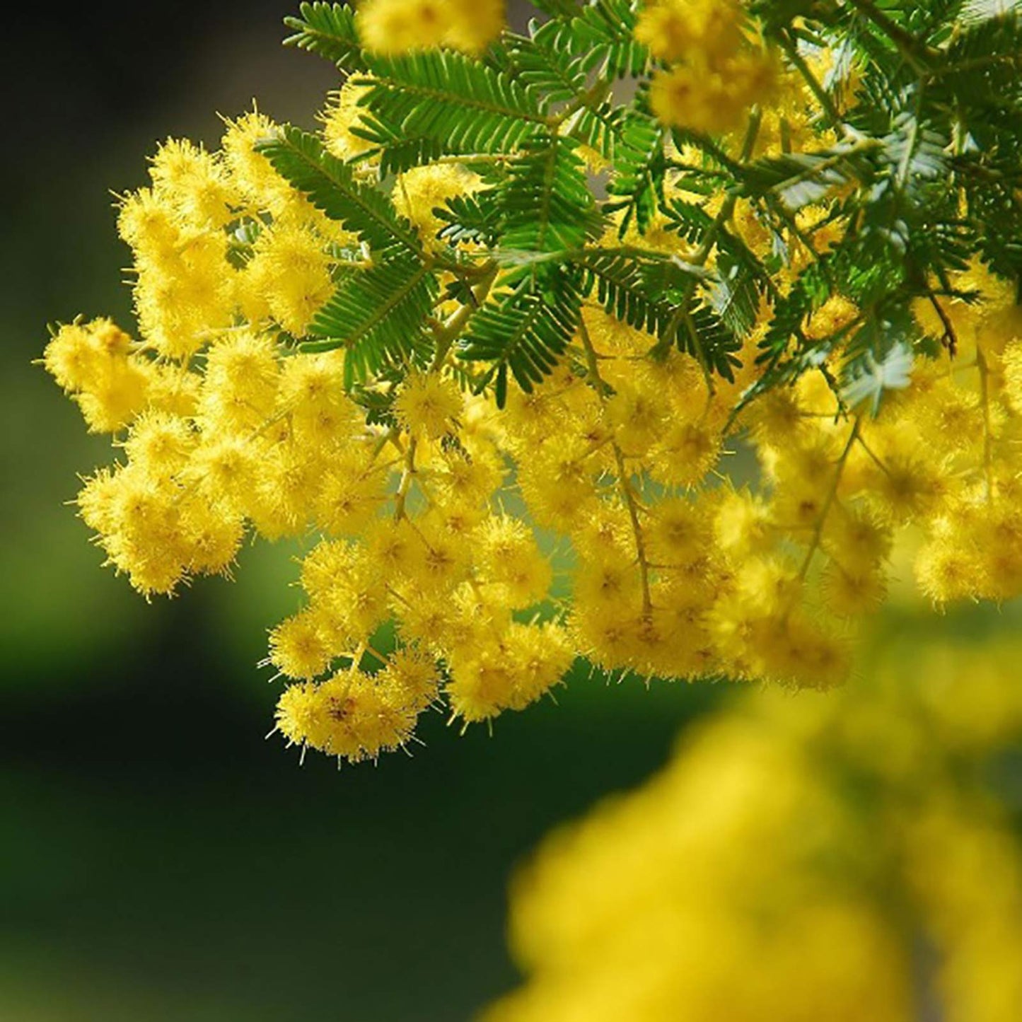 Heirloom Non-GMO Yellow Mimosa Flower Seeds for Bright and Fragrant Garden Planting for planting in home garden