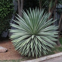 Green Agave Angustifolia Plant Seeds for planting in home garden