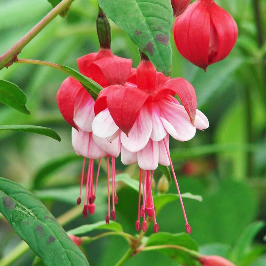 Heirloom Non-GMO Fuchsia Flower Seeds for Vibrant Hanging Baskets and Garden Planting for planting in home garden