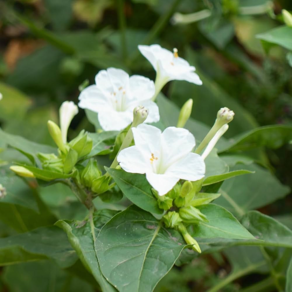 Heirloom Non-GMO White Four O'Clock Flower Seeds for Evening Bloom Gardens and Outdoor Planting for planting in home garden