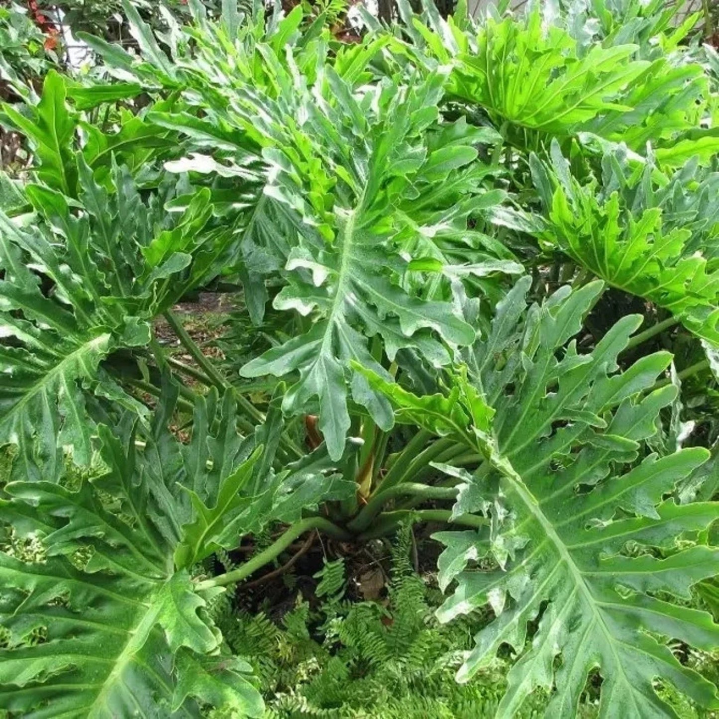 Green Philodendron Selloum Seeds for Planting - Heirloom & Non-GMO Seeds for planting for planting in home garden