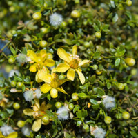 Larrea Tridentata Flower Seeds for planting in home garden