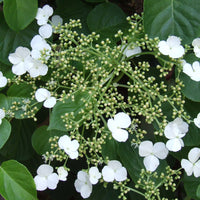 Hortensia (Hortensia scientific name) for planting in garden
