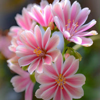Heirloom Non-GMO Pink Lewisia Flower Seeds for Rock Gardens and Charming Bloom Displays for planting in home garden