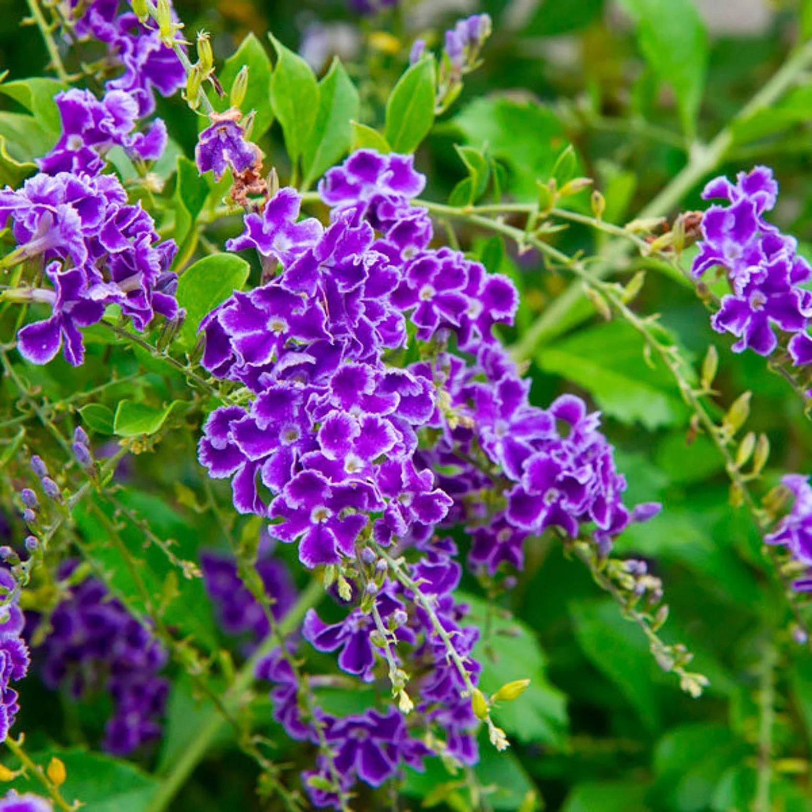Heirloom Non-GMO Duranta Repens Flower Seeds - Beauty Blooms for Garden Planting for planting in home garden