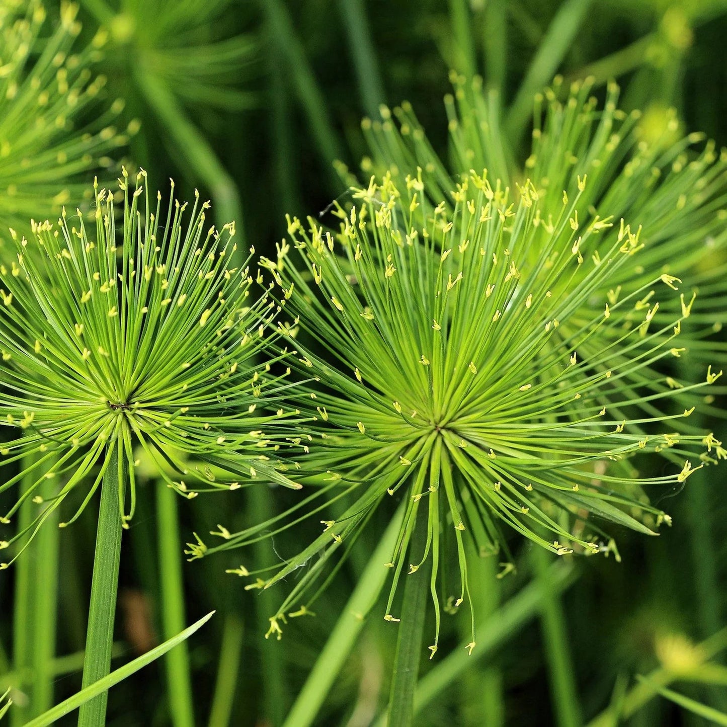 Heirloom Non-GMO Green Cyperus Papyrus Flower Seeds for Ornamental Water Garden Planting for planting in home garden