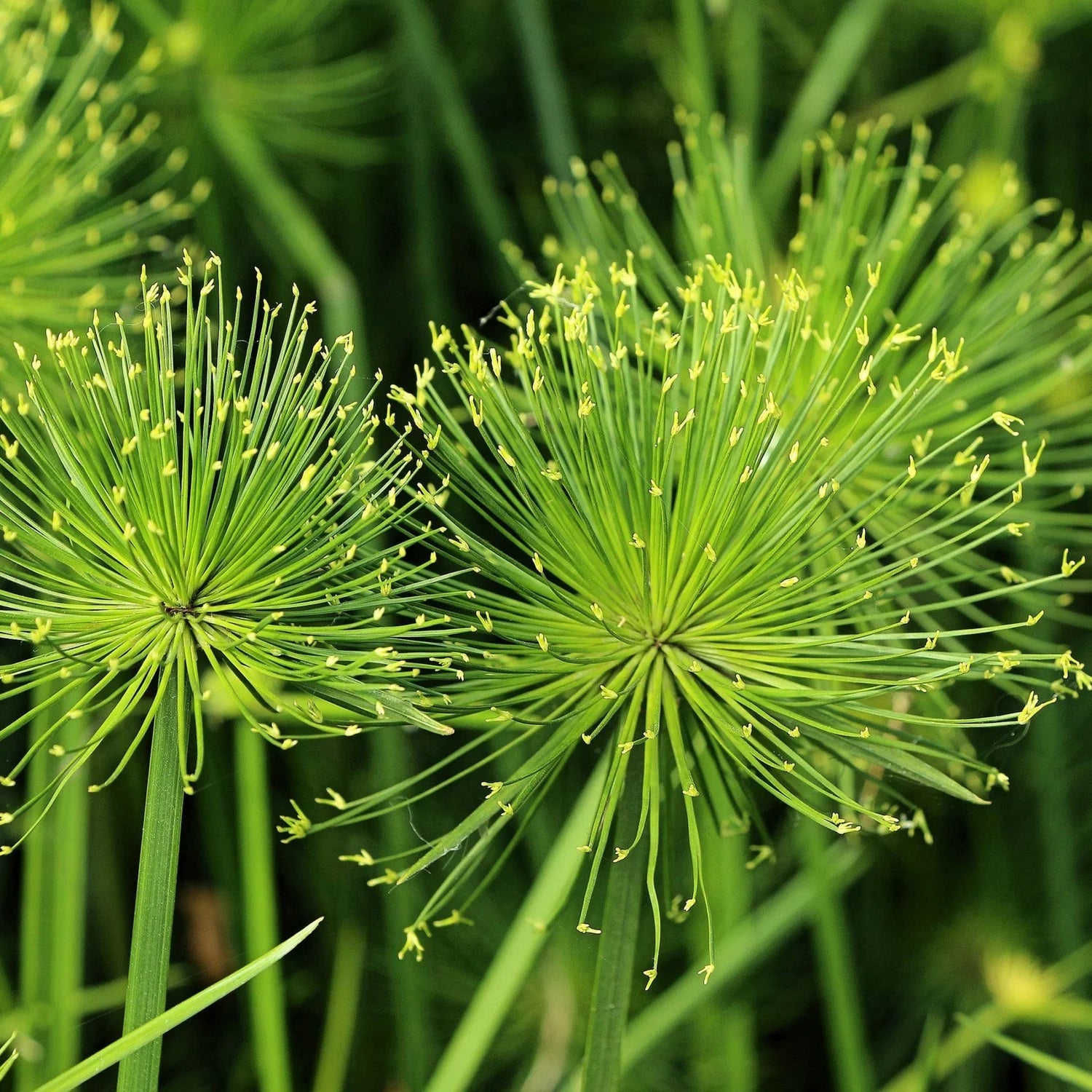 Heirloom Non-GMO Green Cyperus Papyrus Flower Seeds for Ornamental Water Garden Planting for planting in home garden