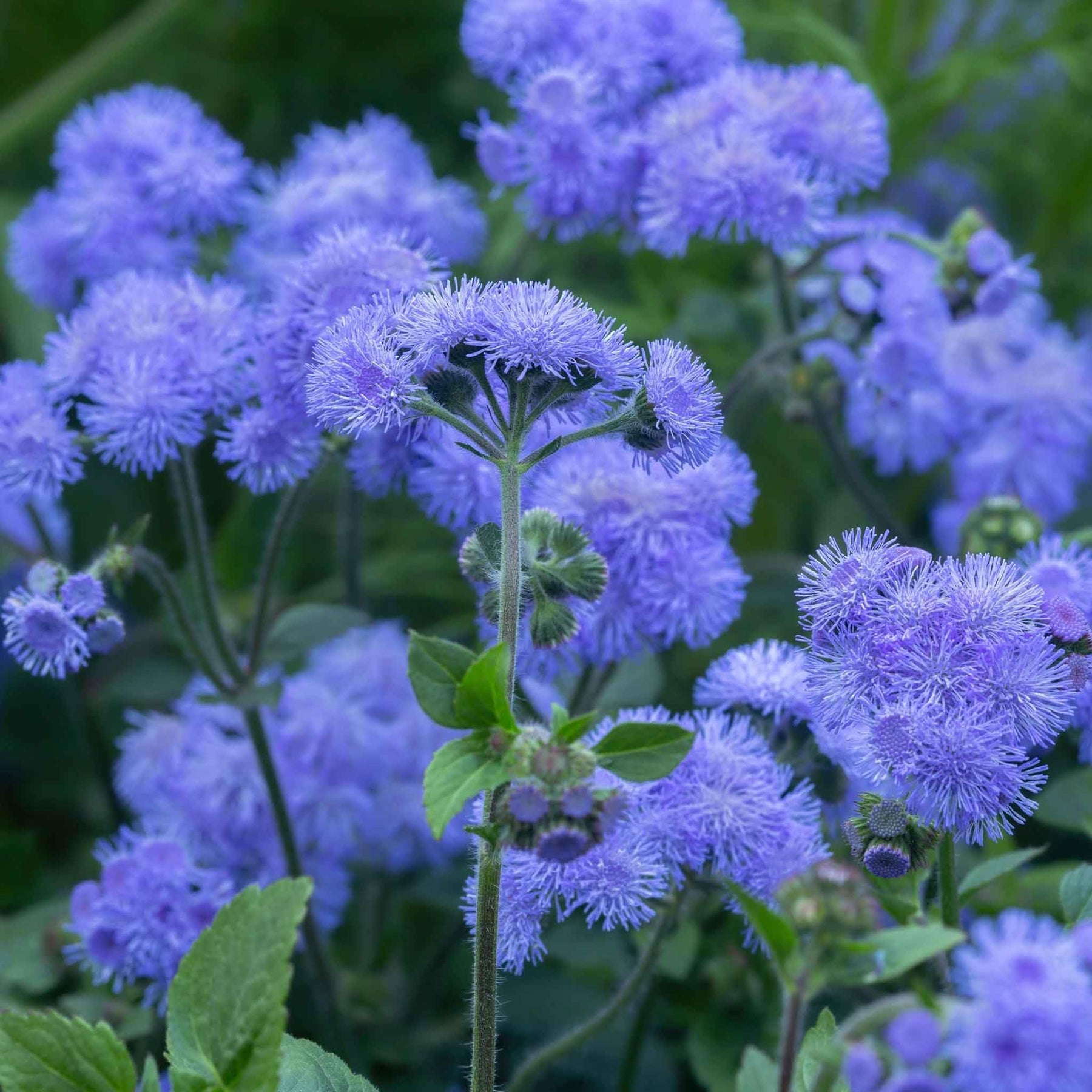 Heirloom Blue Ageratum Flower Seeds for Planting - Beautiful Blooms, Non-GMO garden seeds for planting in home garden