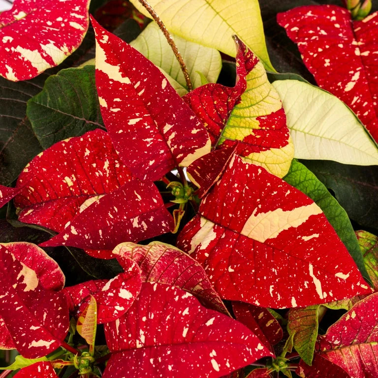 Red White Poinsettia Flower Seeds for planting in home garden
