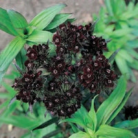 Heirloom Non-GMO Black William Flower Seeds for Bold and Unique Garden Planting for planting in home garden