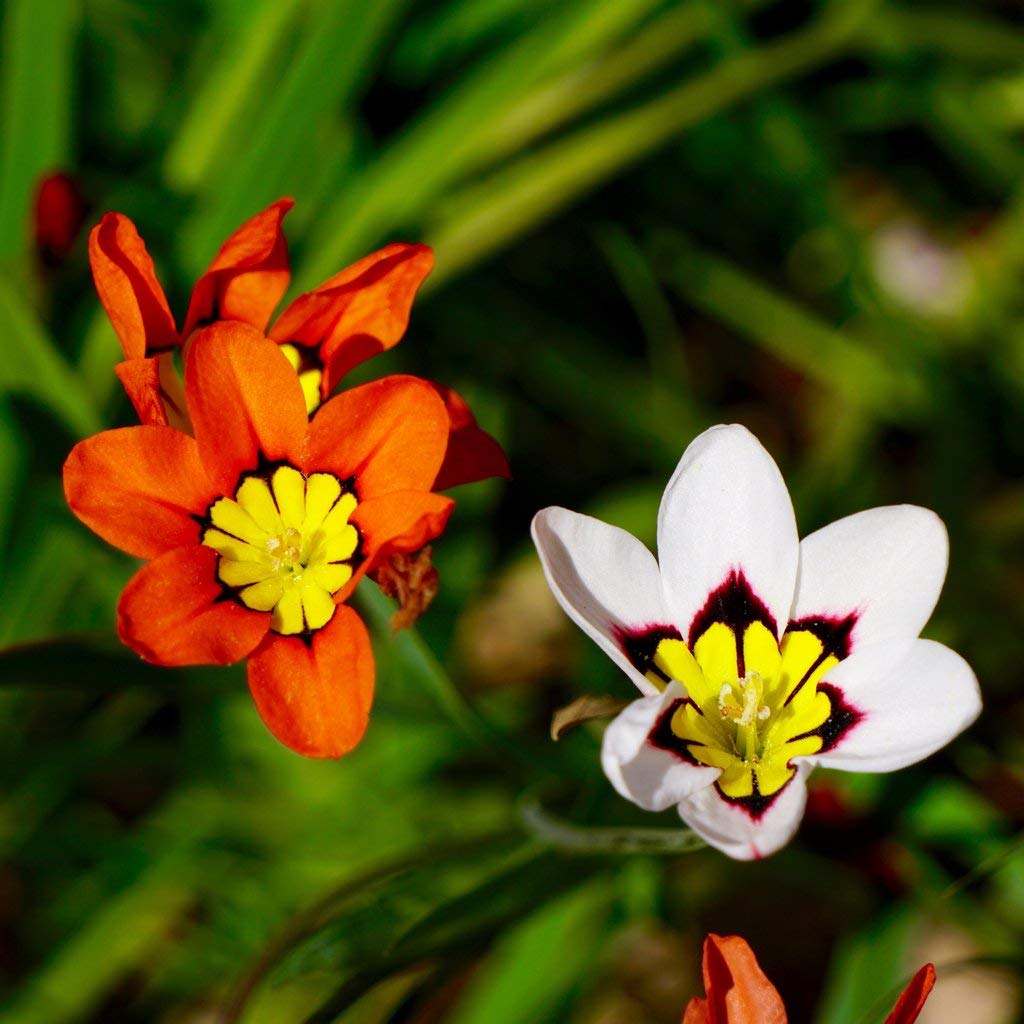 Sparaxis Tricolor Rose Heirloom Non-GMO Seeds for Planting for planting in home garden