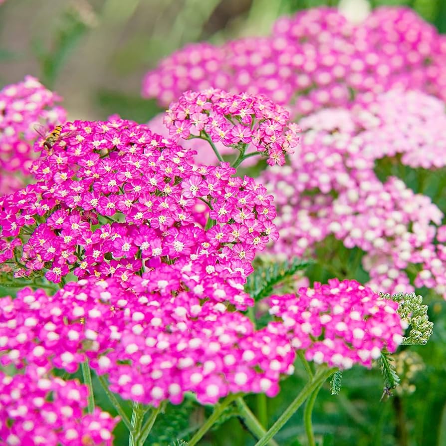 Heirloom Non-GMO Cerise Achillea Flower Seeds for Pollinator-Friendly Perennial Garden Planting for planting in home garden