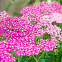 Heirloom Non-GMO Cerise Achillea Flower Seeds for Pollinator-Friendly Perennial Garden Planting for planting in home garden