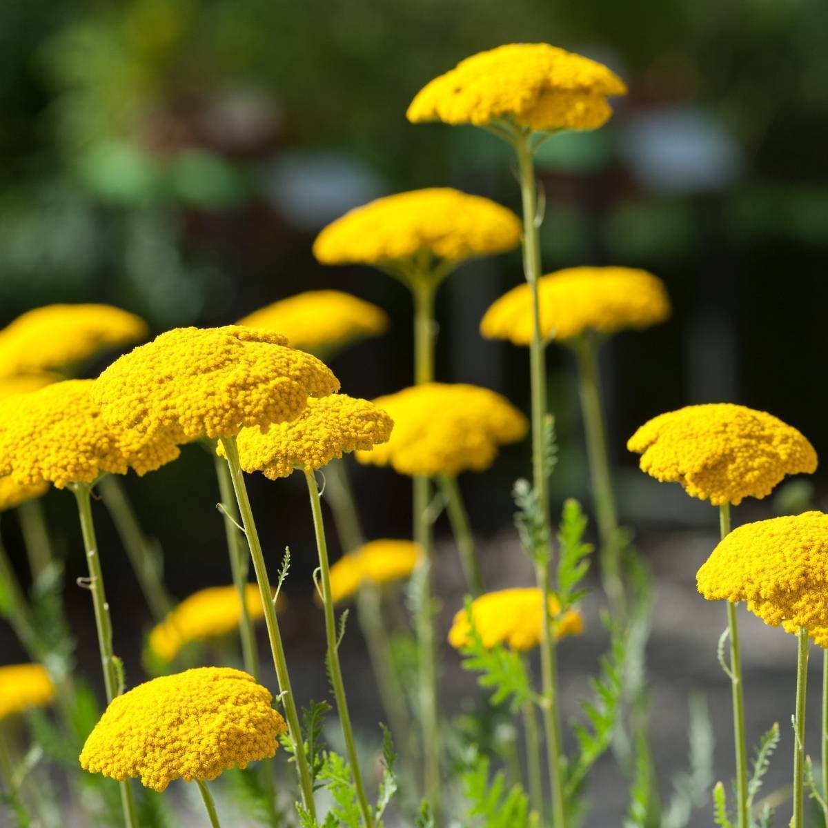 Non-GMO (Non-GMO scientific name) for planting in garden