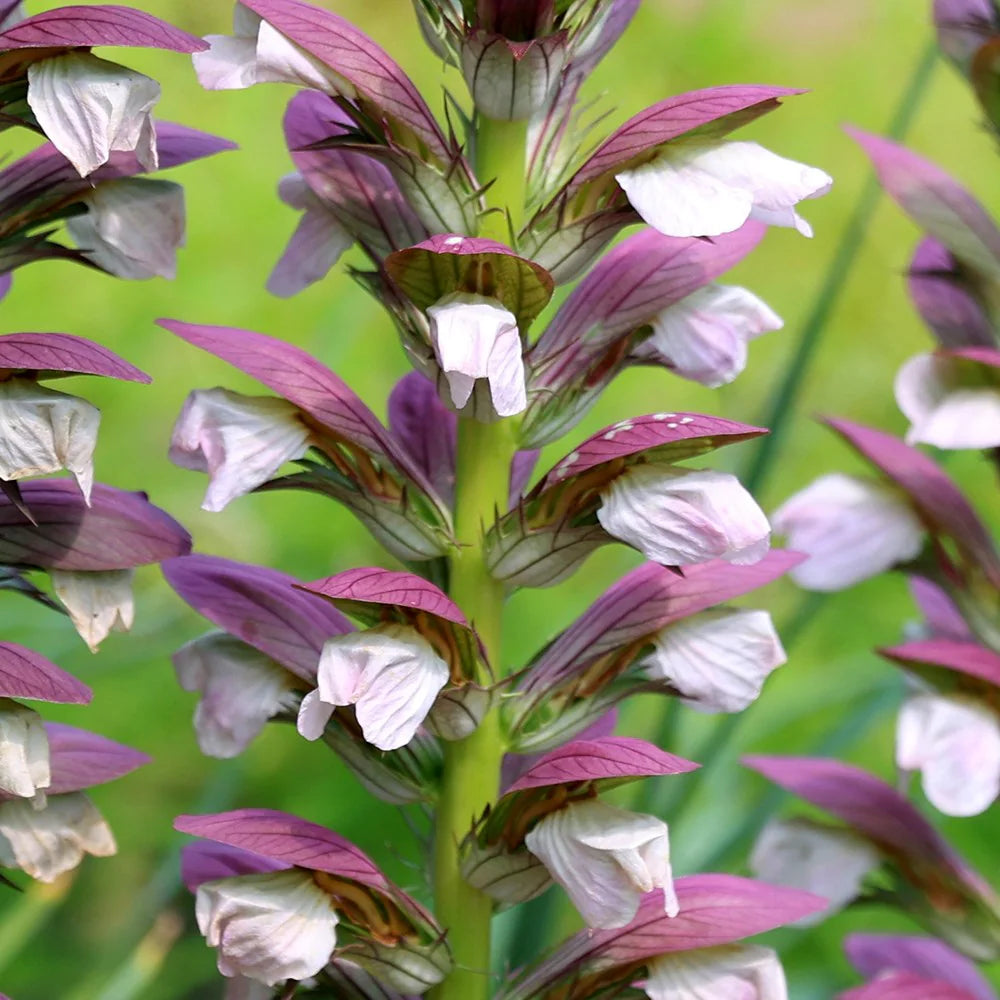 Purple White Acanthus Plant Seeds for planting in home garden