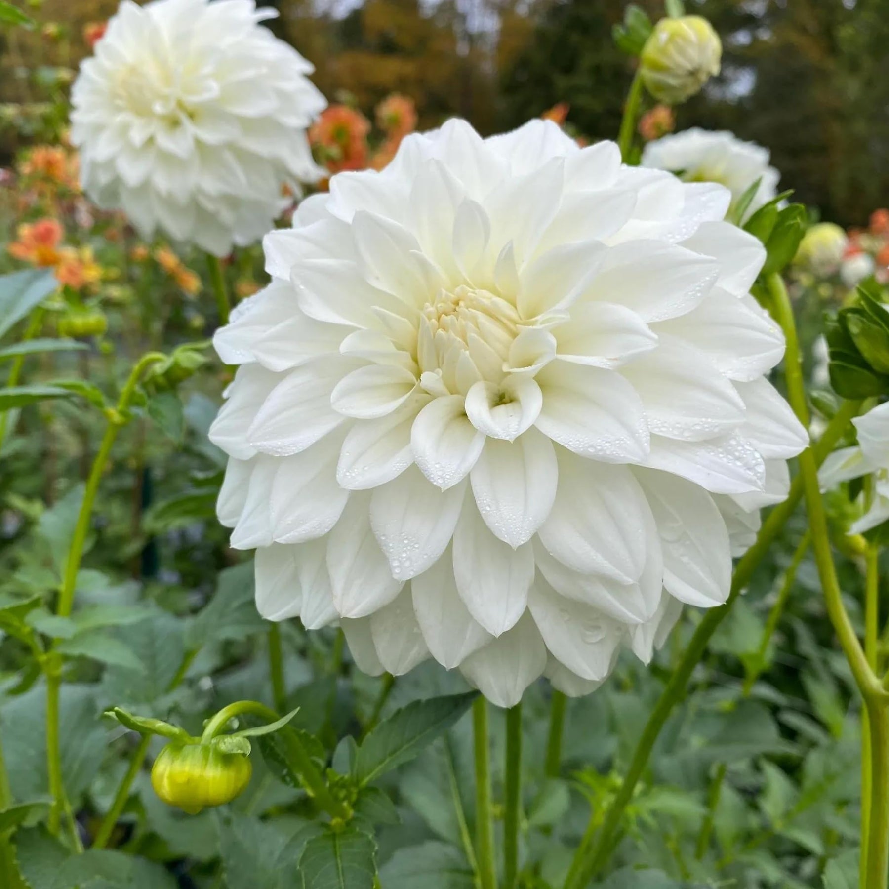 Dahlia Flower Seeds for Planting, Vibrant Blooms, 100 for planting in home garden