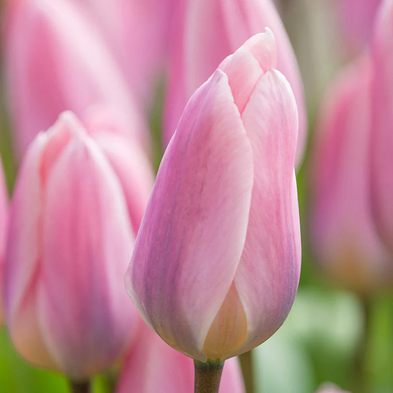 Baby Pink Tulip Flower Seeds for Planting for planting in home garden