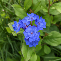 Ceratostigma Plumbaginoides Flower Seeds for planting in home garden