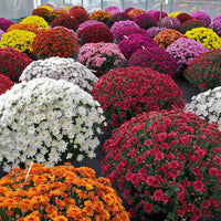 Heirloom Non-GMO Chrysanthemum Flower Seeds for planting in home garden
