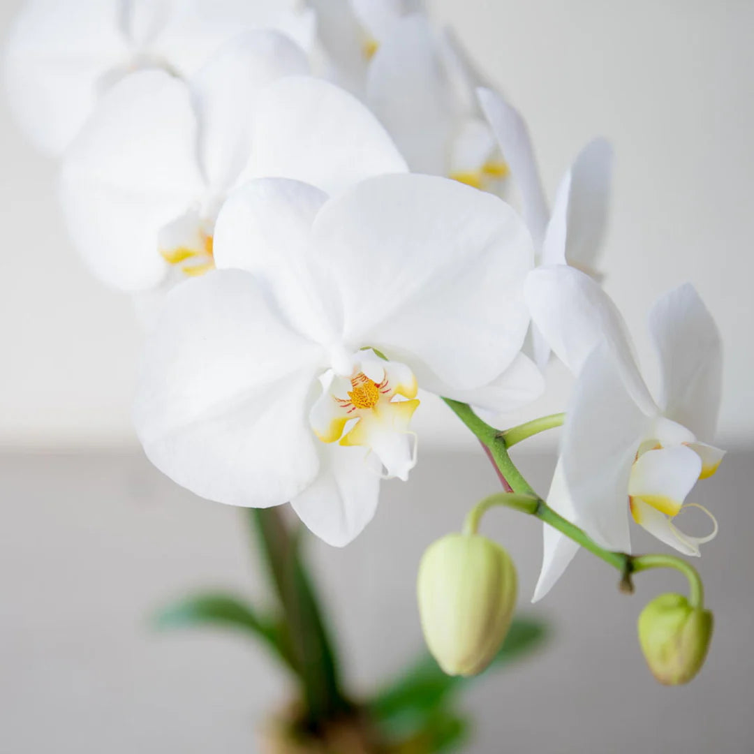 Phalaenopsis Orchid Flower Seeds, Heirloom, Non-GMO Exotic Indoor Bloom Seeds for Planting for planting in home garden