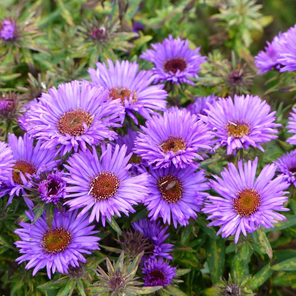 Aster (Aster scientific name) for planting in garden