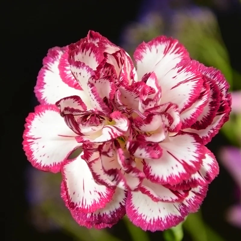Red White Carnation Flower Seeds for planting in home garden